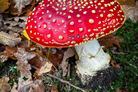 Réduction des douleurs pendant les menstruations et l’accouchement