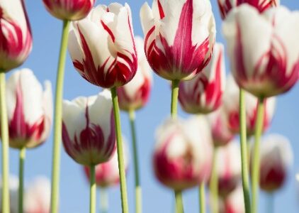 Sophie, 38 ans, mère au foyer :